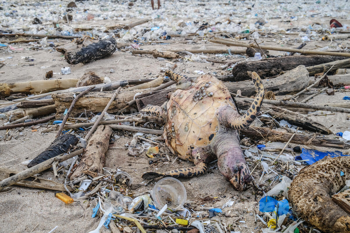 Bali's Battle Against Plastic: A Global Environmental Crisis